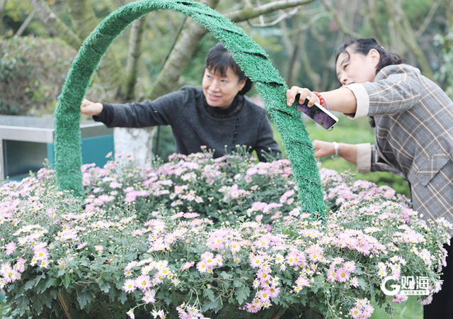 看！菊香又满园，繁花已似锦