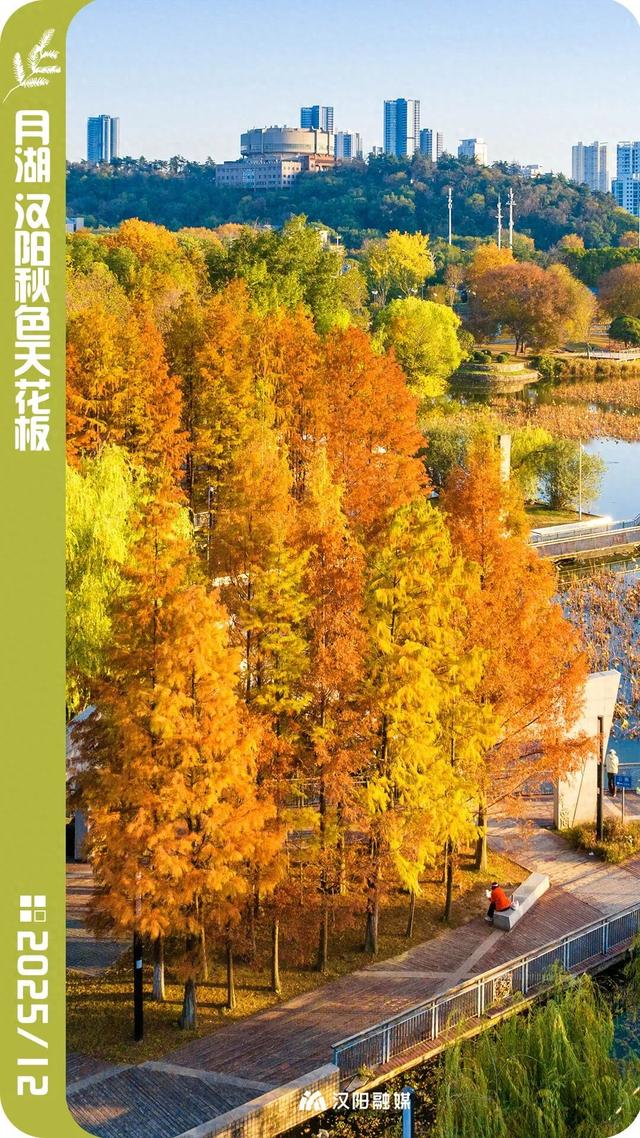 武汉城中心的彩叶秘境，在汉阳藏不住了！