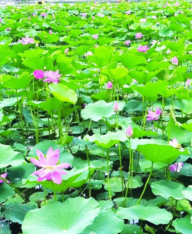 龙潭公园，今又观荷