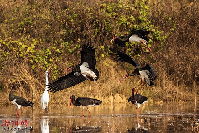 人水和谐！洛阳水生态保护与水文化传承相得益彰