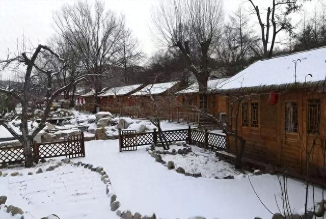 小院子里的耐寒“6宝”，不想冬天小院里光秃秃的难看，种上它们