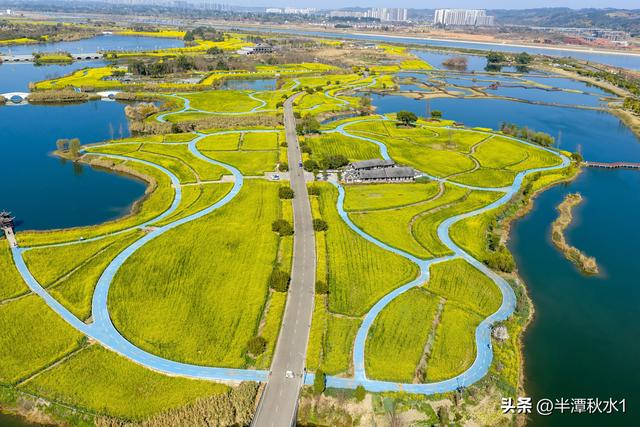 四川彭山：五湖四海油菜花盛开 市民暖阳下赏花踏春