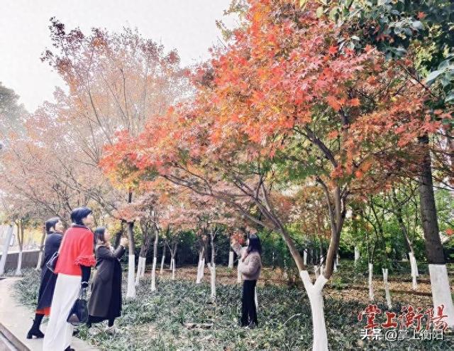 岳屏广场枫香园层林尽染，“枫”景如画！漫步“画廊”正当时