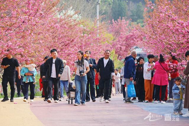 太原：玉泉山樱花盛放 游人打卡醉春光