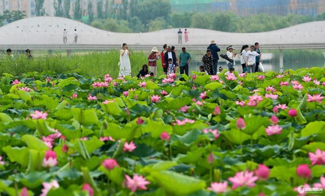 官道河樊村水库段开放区域——一汪碧波藏文脉