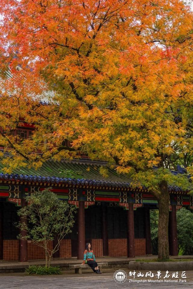 官宣：进入最佳观赏期！