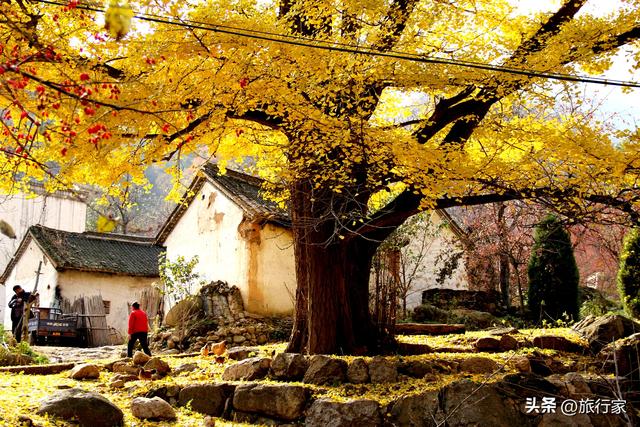 独一无二的地方：银杏秘境 地理大观 禅修胜地 养生天堂