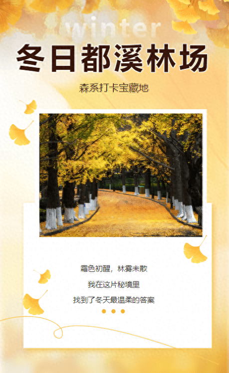 贵阳冬日最神秘的林场！绿野仙踪的尽头，竟藏着一个天空谜题。