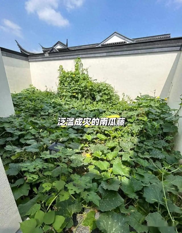 女子离家半个月，一院子南瓜“成了精”，网友：天呐，羡慕死了！