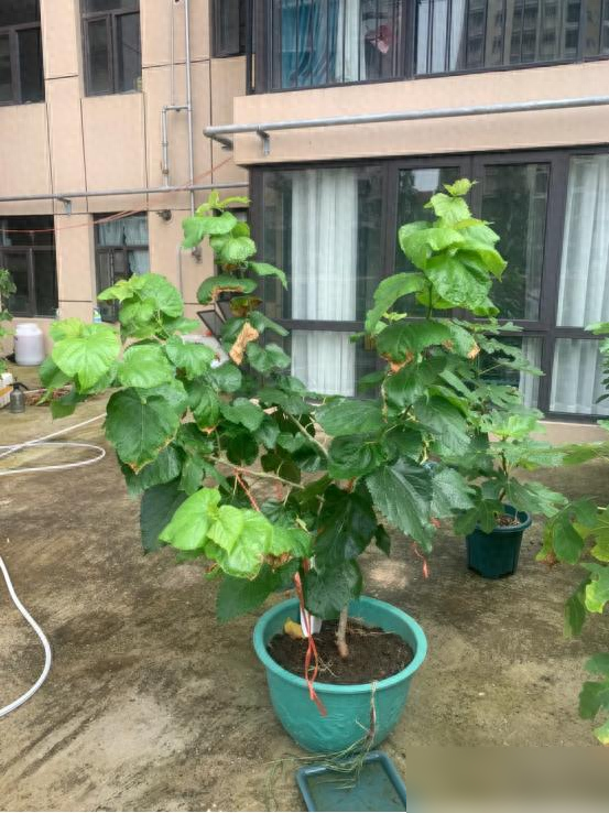 阴树不能进阳宅，老祖宗告诫：不管院子多大，这5种树最好都别种
