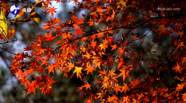 惊艳！六安这里美如画！