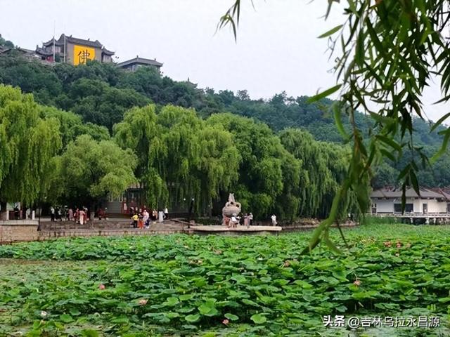赏吉林北山荷花绽放时，已然不见湖心亭