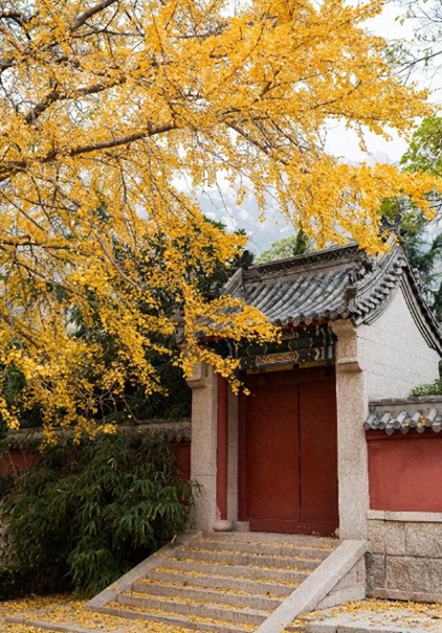 青岛人民有福了！崂山华楼游步道今起免费开放！周末想爬山的快冲