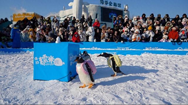 极地狂欢喜迎元旦！来哈尔滨极地公园一“企”贺新年！