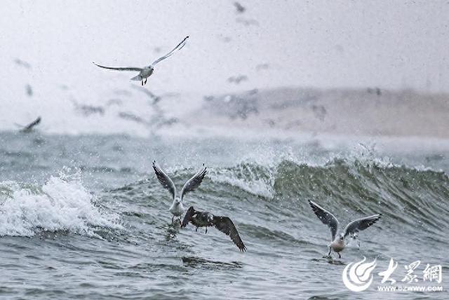 四季予你｜烟台：雪舞海畔，海鸥争涛