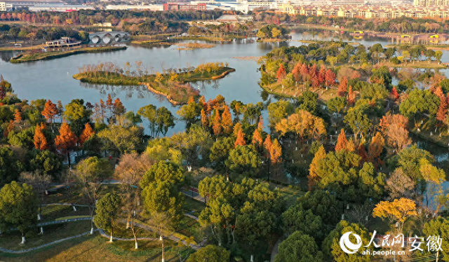 大阳垾公园：鸠江“绿肺”焕新颜