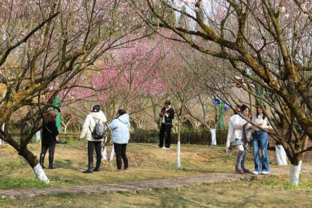 暖冬梅香溢！兴义阳光谷梅花盛放引客来