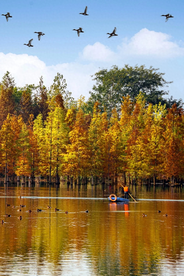 成都赏秋指南！9个绝美的秋日氛围感公园，黄了，免费！