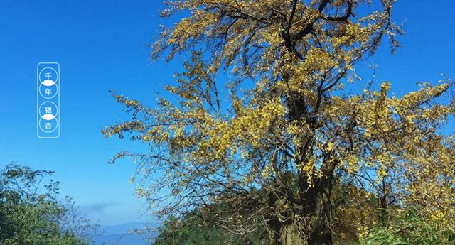 金佛山：重庆最近的“世界自然遗产后花园”