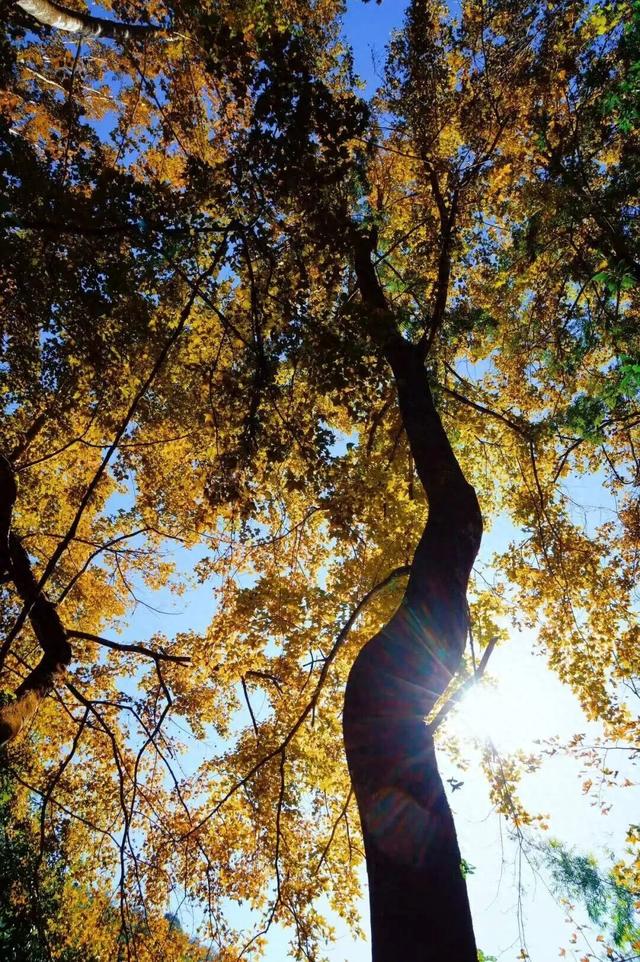 鼓山“枫”景太美啦！详细打卡点位戳→