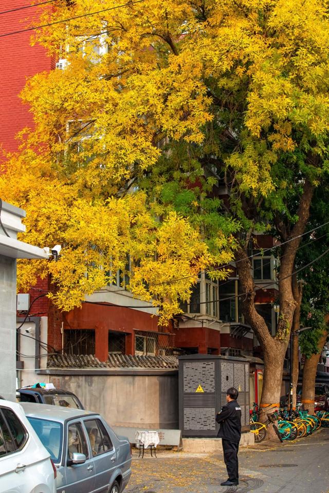 秋天来北京一定要去的胡同！东四十二条，如同金色的海洋