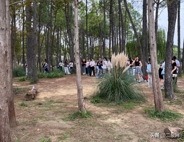 无锡渤公岛的那根网红木头已经没了