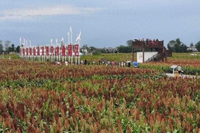 秋日限定打卡地“上新”！德阳这片“粱”辰美景超出片→