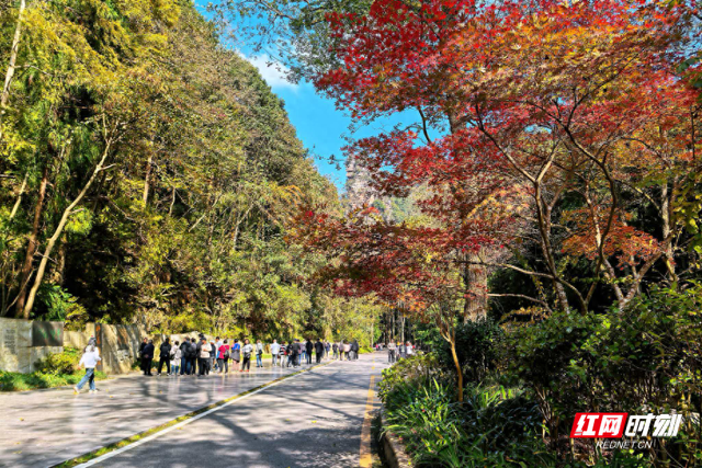 张家界国家森林公园秋意盎然，“捡秋” 之旅邂逅绝色山水