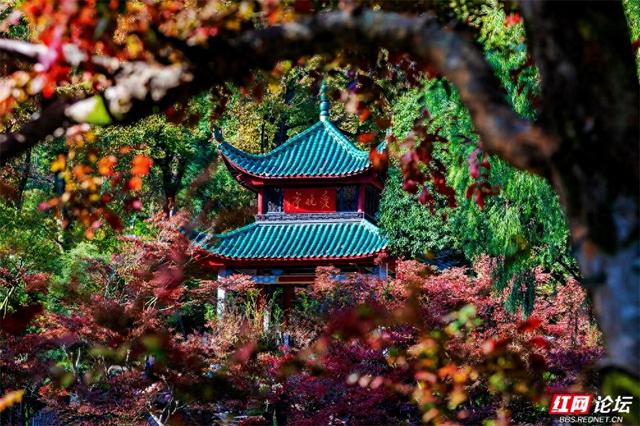 岁暖时刻丨这个季节的岳麓山，连风都是温柔的