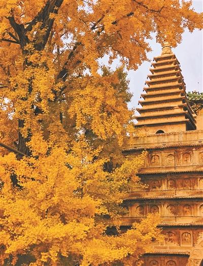 心动时 | 这道金黄的绝美秋景里藏着古韵京华