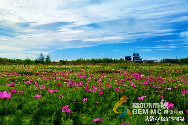 格桑花开映新区|格尔木市民邂逅"家门口的浪漫"
