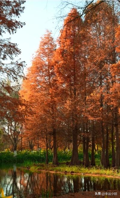 昆明私藏的“小加拿大”，99%的人不知