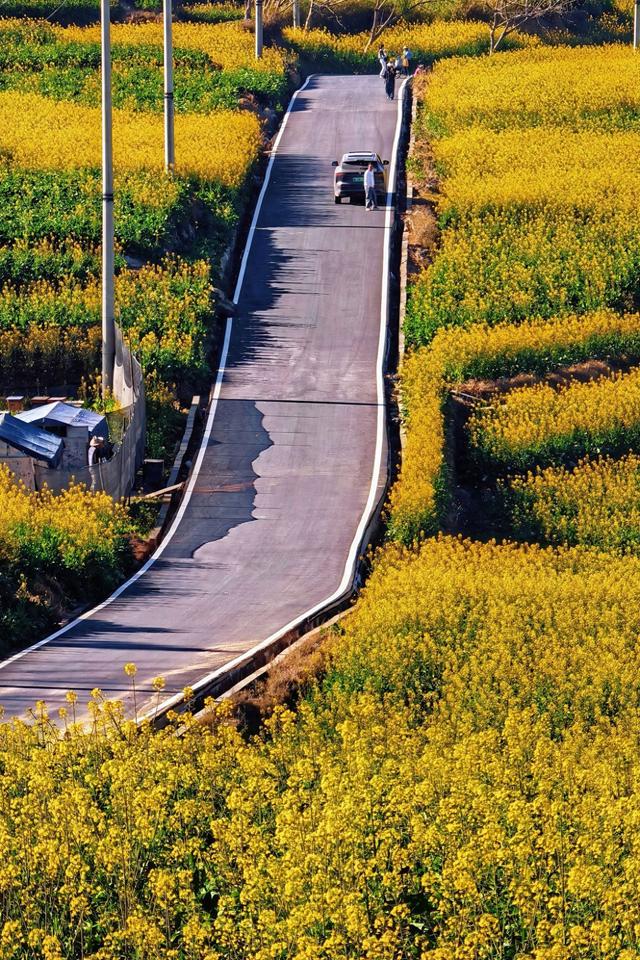 临沧临翔区3万多亩油菜花盛放