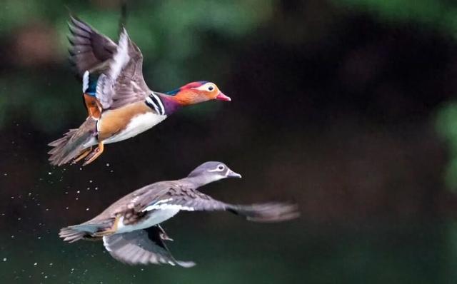 石阡千余只鸳鸯“聚会”，现场气氛相当嗨