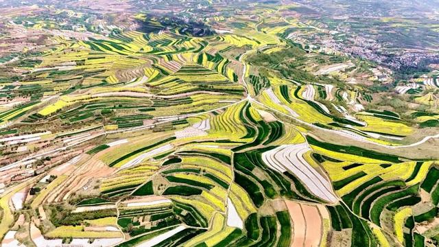 “五一”来礼县 | 礼县宽川镇：“花海经济”绘就乡村振兴新画卷