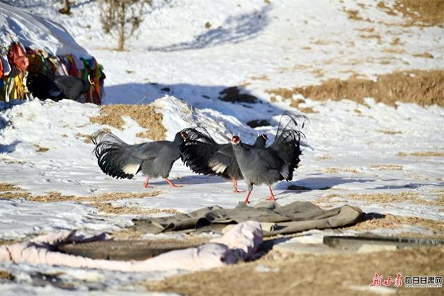 快来看！成群蓝马鸡亮相肃南马蹄寺