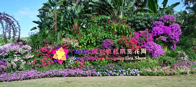 繁花盛宴邀你共赏，2025深圳簕杜鹃赏花周来啦！