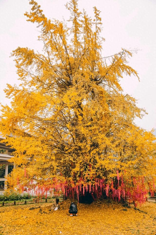 山野拾童趣!带娃来汉中这里,共享秋日亲子好时光~