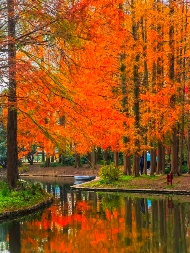 杉树红了！魔都藏着绝美水上森林→