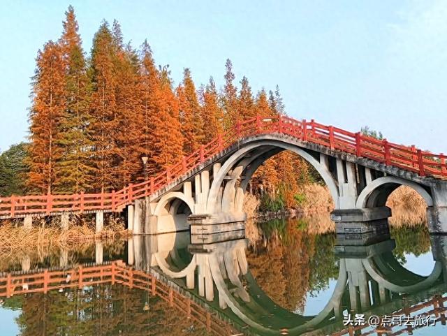 成都旅游真厉害，水杉红又被国际“种草”，这5处超级壮观！