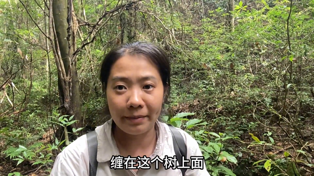 树上缠着一条20多米的过山龙，很多人一辈子没见过，拍给大家看看