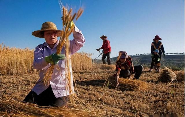 我国开始大量进口俄罗斯粮食？事实可能比较扎心