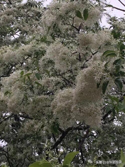 看流苏花到戴庄 || 胡成江