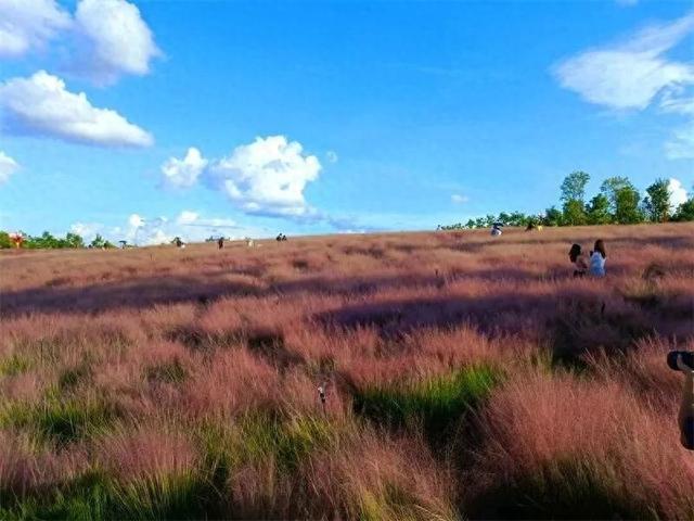 楚雄秋日告白：花基础，花海不基础