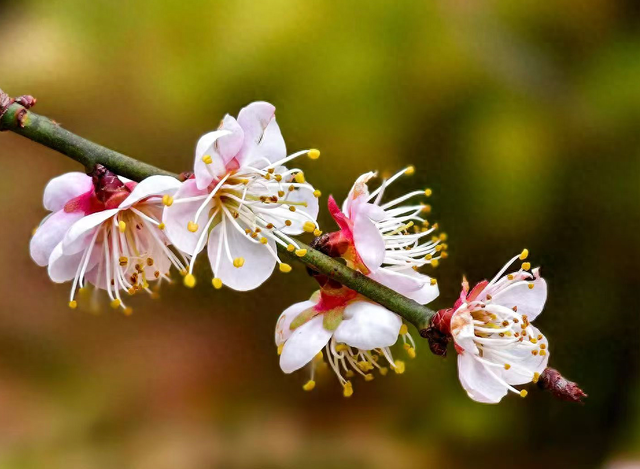 黑龙潭公园梅花绽放，邀你共赴“梅”好之约