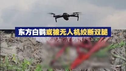 再凶的猛禽	，也会怕这种“大铁鸟”