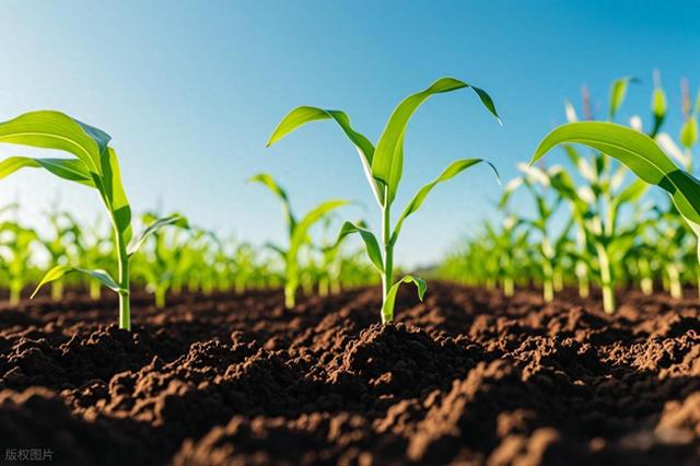 种植玉米一般施肥用什么化肥（种玉米施肥用什么肥料好）