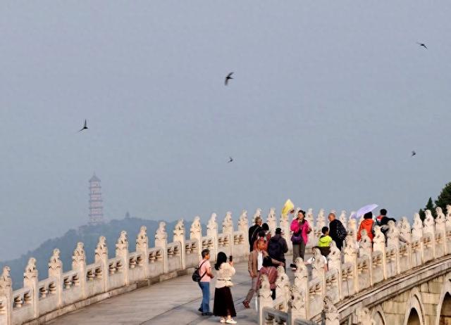 北京雨燕如期回归，颐和园再闻燕语啾啾