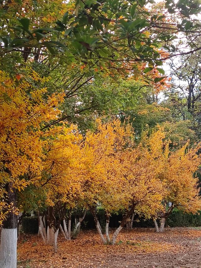 初冬韵致的公园一景