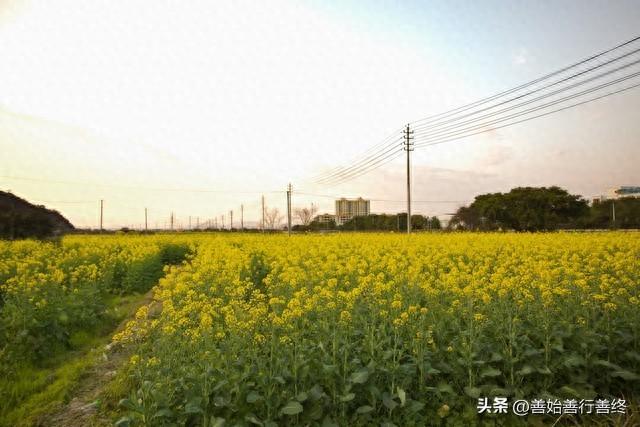 西安观赏油菜花最佳时间和地方！